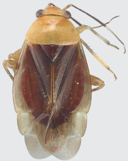 Jornandes variabilis, AMNH PBI00094284