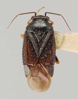 Slaterocoris ambrosiae, AMNH PBI00111406