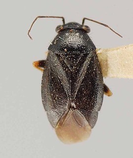 Slaterocoris ambrosiae, AMNH PBI00111407