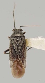 Slaterocoris argenteoides, AMNH PBI00111388
