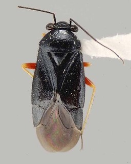 Slaterocoris croceipes, AMNH PBI00108136