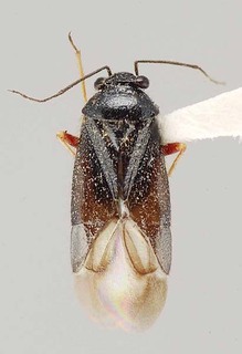 Slaterocoris fuscomarginalis, AMNH PBI00108137
