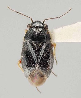 Slaterocoris fuscomarginalis, AMNH PBI00108138