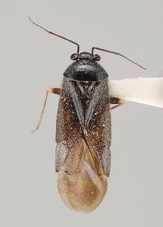 Slaterocoris longipennis, AMNH PBI00108139