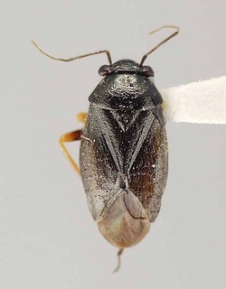 Slaterocoris longipennis, AMNH PBI00108140