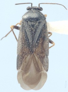 Slaterocoris longipennis, AMNH PBI00108487