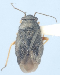 Slaterocoris longipennis, AMNH PBI00108488