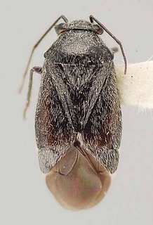 Slaterocoris simplex, AMNH PBI00111404