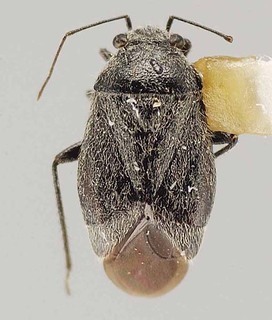 Slaterocoris simplex, AMNH PBI00111405
