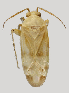 Wallabicoris ozothamni, AMNH PBI00090415