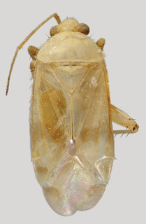 Wallabicoris ozothamni, AMNH PBI00090454