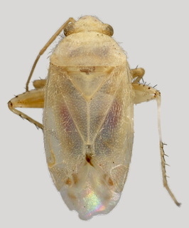 Wallabicoris paradicrastyli, AMNH PBI00098008