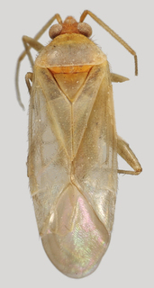 Wallabicoris pinocchii, AMNH PBI00090108