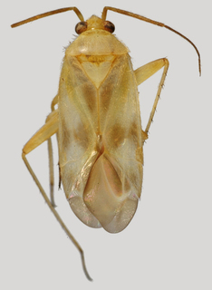 Wallabicoris rutidosi, AMNH PBI00098432
