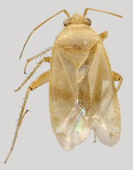 Wallabicoris ozothamni, AMNH PBI00131695