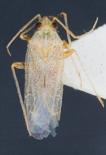 Camptotylidea albovittata, AMNH PBI00145717