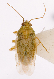 Camptotylidea albovittata, AMNH PBI00145719