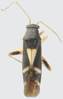 Ficinus sagittarius, AMNH PBI00114066