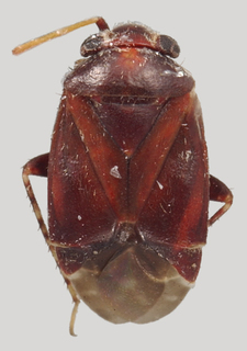 Hypseloecus amyemopsis, AMNH PBI00139816