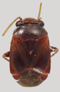 Hypseloecus grossi, AMNH PBI00139790