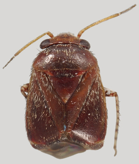 Hypseloecus neoamyemi, AMNH PBI00139337