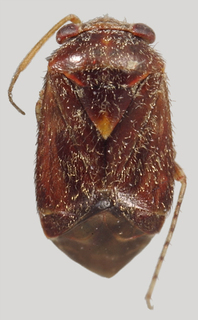 Hypseloecus neoamyemi, AMNH PBI00139354