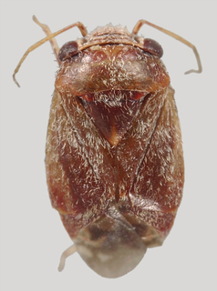 Hypseloecus paramyemi, AMNH PBI00128211