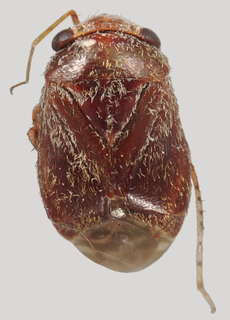 Hypseloecus paramyemi, AMNH PBI00139823