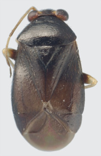 Jornandes brailovskyi, AMNH PBI00118202