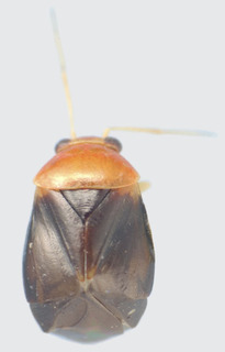 Jornandes heliocarpusi, AMNH PBI00114064