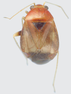 Jornandes heliocarpusi, AMNH PBI00119109