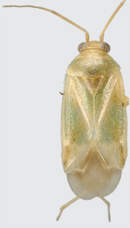 Jornandes viridulus, AMNH PBI00118209