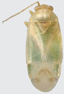 Jornandes viridulus, AMNH PBI00119084