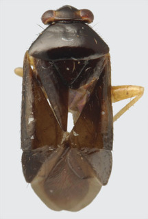 Jornandes xochipalensis, AMNH PBI00118201