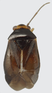 Jornandes xochipalensis, AMNH PBI00119106