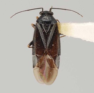 Slaterocoris ambrosiae, AMNH PBI00111408