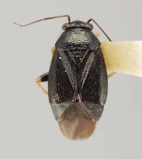Slaterocoris ambrosiae, AMNH PBI00111409