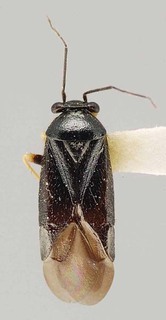 Slaterocoris apache, AMNH PBI00111415
