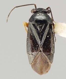 Slaterocoris apache, AMNH PBI00111416