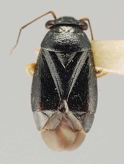 Slaterocoris apache, AMNH PBI00111417