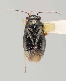 Slaterocoris apache, AMNH PBI00111418
