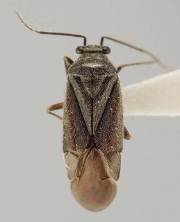 Slaterocoris argenteoides, AMNH PBI00118431