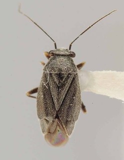 Slaterocoris argenteoides, AMNH PBI00118432