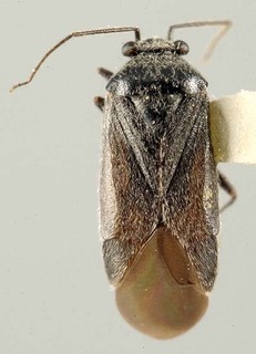 Slaterocoris argenteus, AMNH PBI00121773
