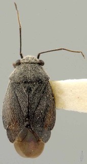 Slaterocoris argenteus, AMNH PBI00121774