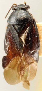 Slaterocoris atratus, AMNH PBI00122272