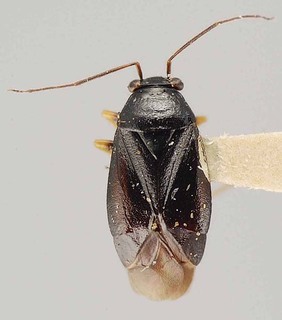 Slaterocoris breviatus, AMNH PBI00111410
