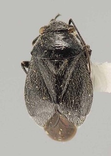 Slaterocoris digitatus, AMNH PBI00118434