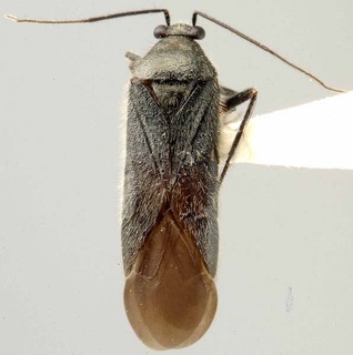 Slaterocoris elongatus, AMNH PBI00118447