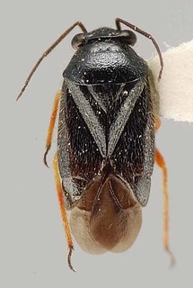 Slaterocoris flavipes, AMNH PBI00111419